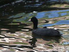 Fulica atra
