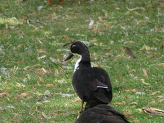 Anas platyrhynchos domesticus