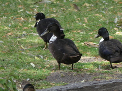Anas platyrhynchos domesticus