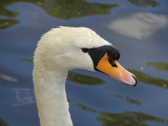 Cygnus olor