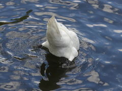 Cygnus olor