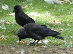 Corvus monedula