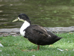 Anas platyrhynchos domesticus
