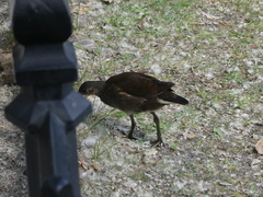 Gallinula chloropus