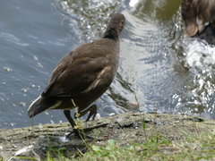 Gallinula chloropus