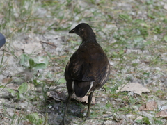Gallinula chloropus
