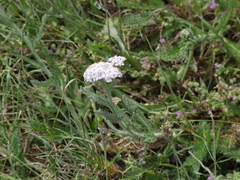 Achillea millefolium