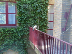 Columba palumbus
