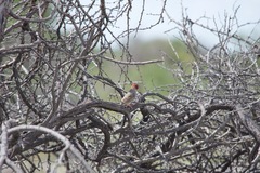 Amadina erythrocephala