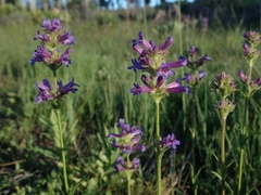 Penstemon rydbergii