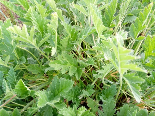 Erodium ruthenicum (Erodium ruthenicum)