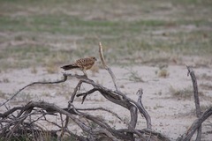 Falco rupicoloides