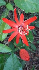 Coccinea