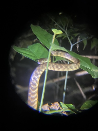 Brown Tree Snake sighting