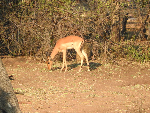 Aepyceros melampus