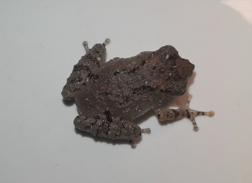 Tiny Bubble-nest Frog, Raorchestes parvulus
