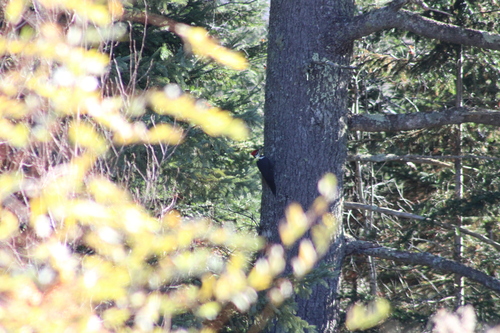 Pileated Woodpecker photographed in Maine