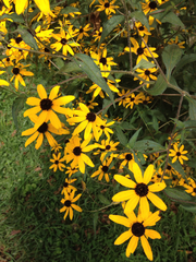Rudbeckia triloba
