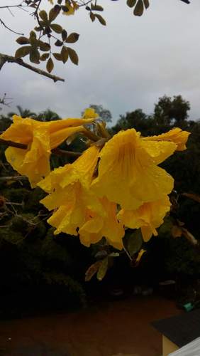 Handroanthus chrysotrichus (Mart. ex DC.) Mattos 2