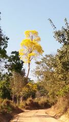 Handroanthus serratifolius