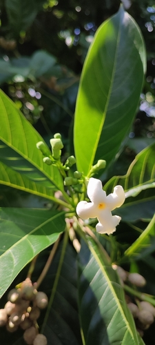 Sak'yaxte (Blepharidium guatemalense)