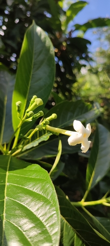 Image of Blepharidium guatemalense by no rights reserved