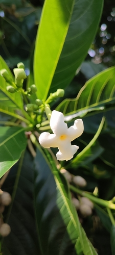 Image of Blepharidium guatemalense by no rights reserved