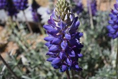 Lupinus lepidus confertus