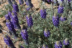 Lupinus lepidus confertus