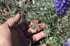 Lupinus lepidus confertus