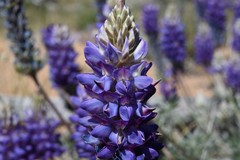 Lupinus lepidus confertus