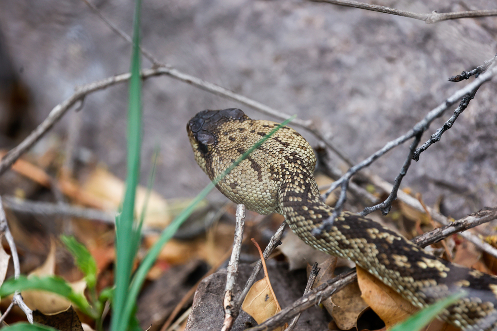 Eastern Black-tailed Rattlesnake