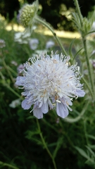Knautia arvensis
