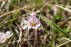 Androsace adfinis brigantiaca