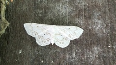 Idaea obfusaria