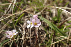Androsace adfinis brigantiaca