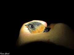 Streptoprocne rutila