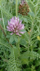 Trifolium pratense