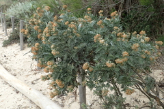 Anthyllis barba-jovis