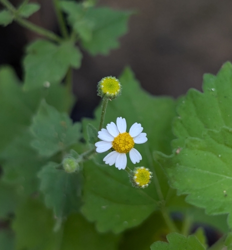 Shortray Rockdaisy
