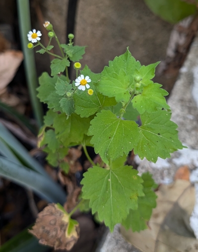 Shortray Rockdaisy