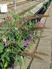 Buddleja davidii