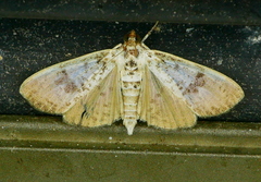 Palpita freemanalis