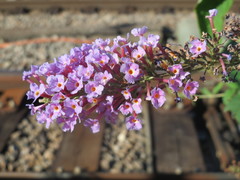 Buddleja davidii