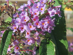 Buddleja davidii