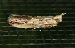 Ancylostomia stercorea