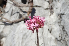 Centranthus lecoqii