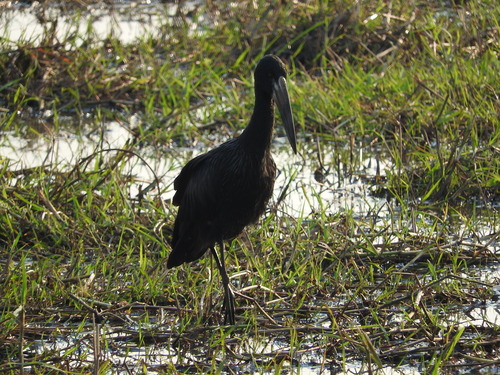 Anastomus lamelligerus