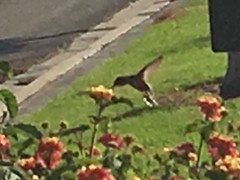 Trochilidae