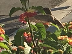 Trochilidae